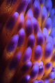   Gas flames. Abstact cerata flame nudibranch flames  